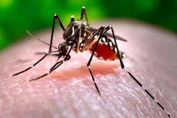 O verão acabou, mas combate à dengue continua