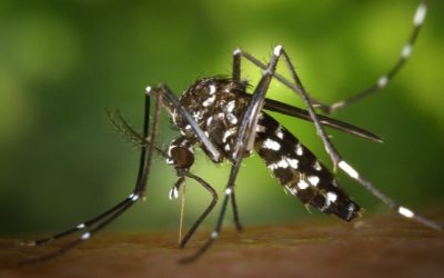 Combate ao aedes aegypti deve ser prioridade