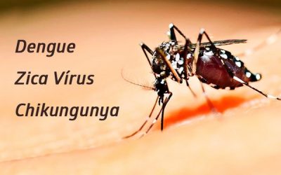 Casos de chikungunya aceleram em MG; combate ao aedes é urgente