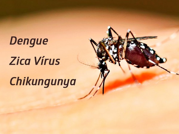 Casos de chikungunya aceleram em MG; combate ao aedes é urgente