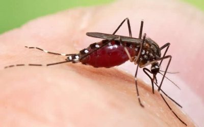 Dengue avança em MG; combate ao aedes é urgente