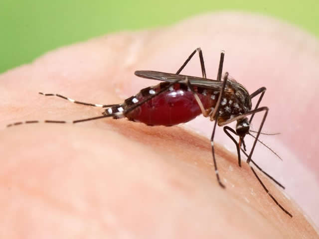 Dengue avança em MG; combate ao aedes é urgente