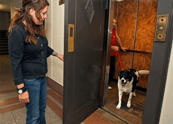 Justiça decide que cão de pequeno porte agressivo também precisa usar focinheira em condomínio