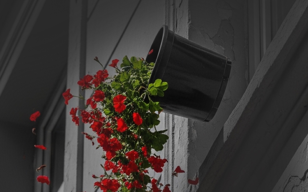 Colocar vasos de plantas em janelas é um risco a condôminos e pedestres